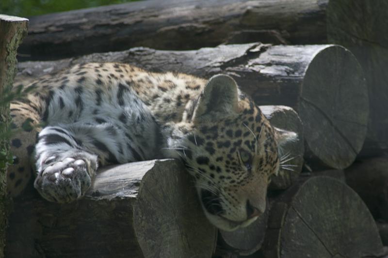 Cjp_2011_08_02_133733 (1).jpg